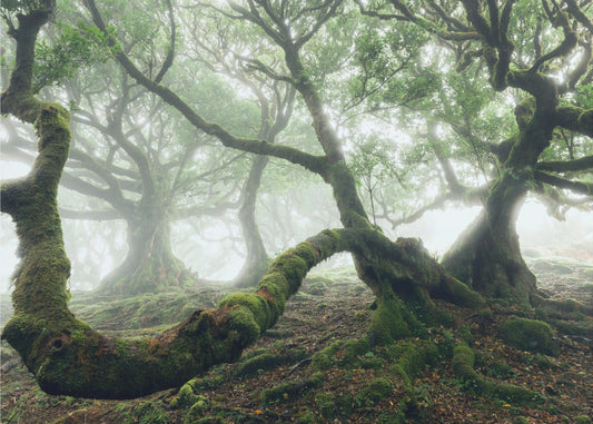 Mystischer Lorbeerwald | Tapete