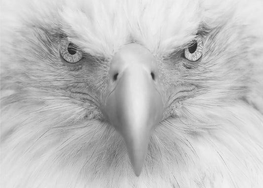 Killeraugen | Hintergrundbild