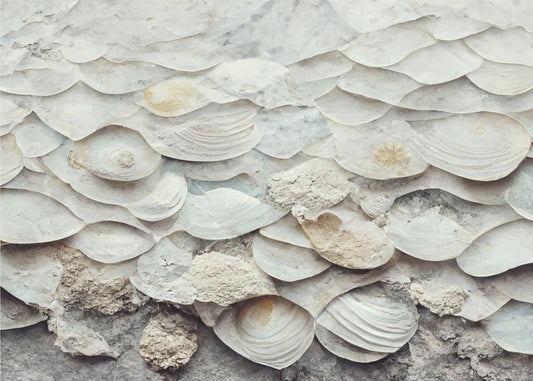Muschelharmonie-Wand | Tapete