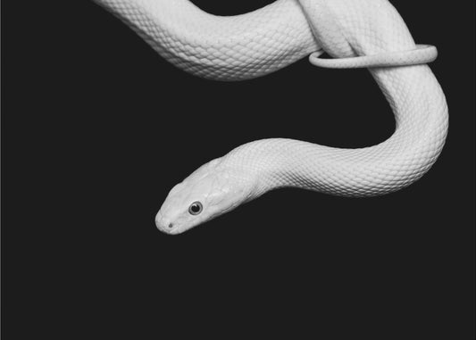 Serpent Blanc | Leinwand