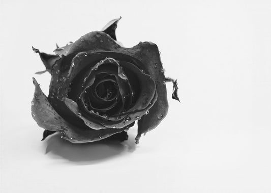 Rose Noir | Tapete