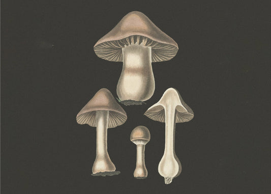 Agaricus Bulbosus Dunkler Hintergrund | Leinwand