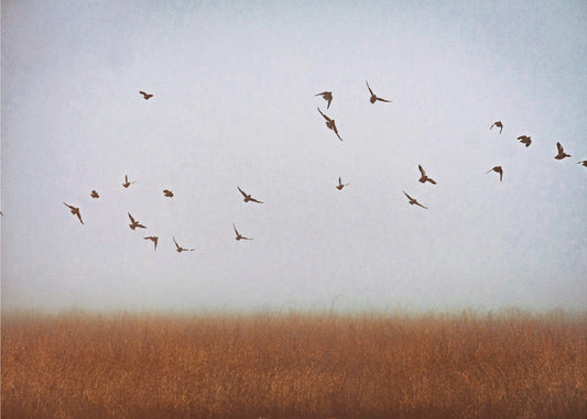 freedom | Poster