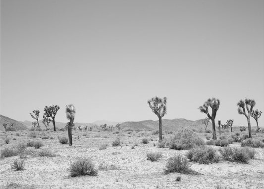 Desert Silence | Canvas
