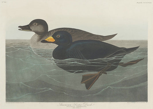American Scoter Duck From Birds of America (1827) | Canvas