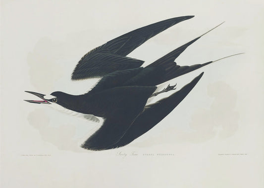 Sooty Tern From Birds of America (1827) | Canvas
