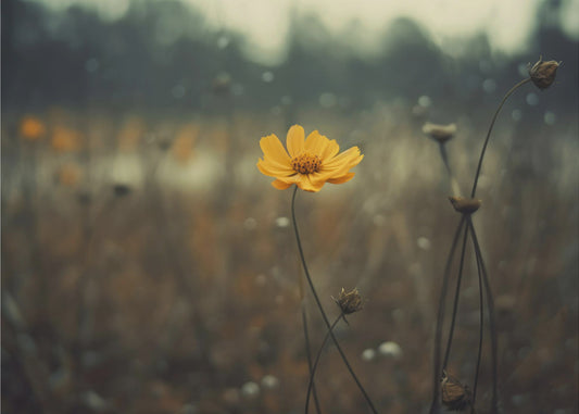 Einsame Bloomers | Poster