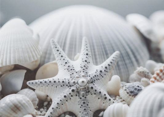Muschelsymphonie | Tapete