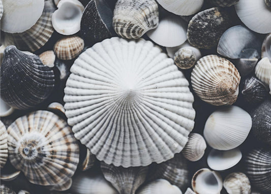 Muschelsymphonie | Tapete