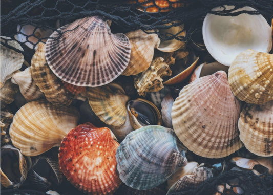Muschelsymphonie | Tapete