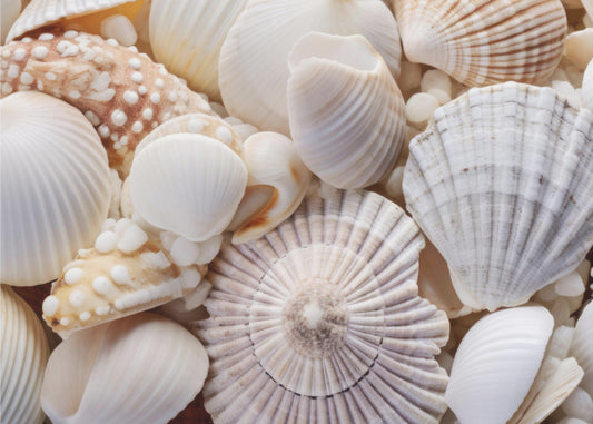Muschelsymphonie | Poster