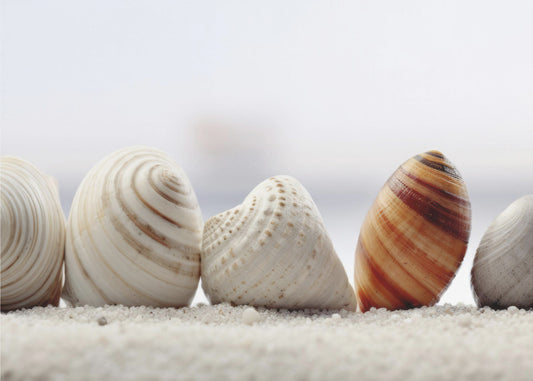 Muschelsymphonie | Tapete