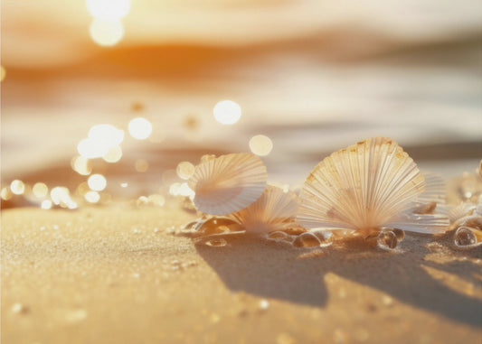 Sonnenbeschienene Muscheln | Tapete
