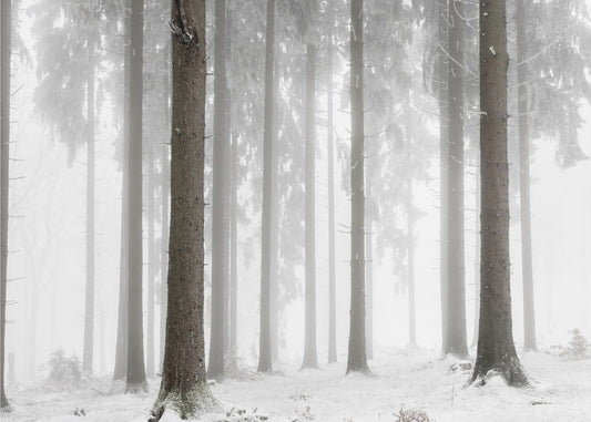Winterwald | Poster