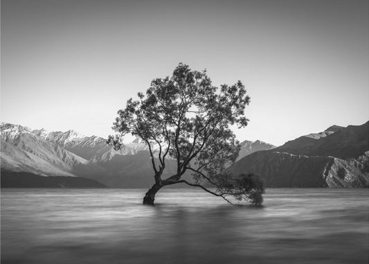 Wanaka-Baum | Tapete