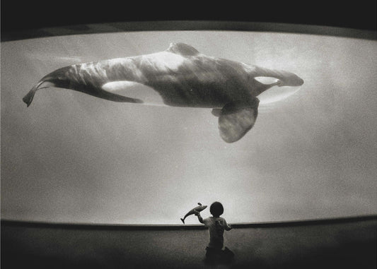 Im Reich des Orcas | Hintergrundbild