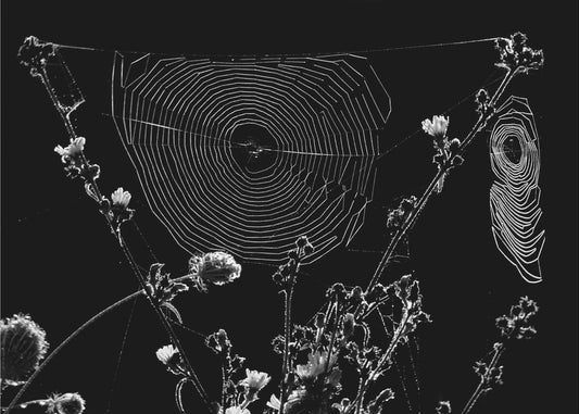 Spinnennetze | Tapete