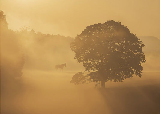 Herbstmorgen | Tapete