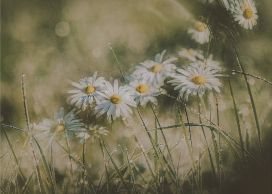 Gänseblümchen am frühen Morgen | Hintergrundbild