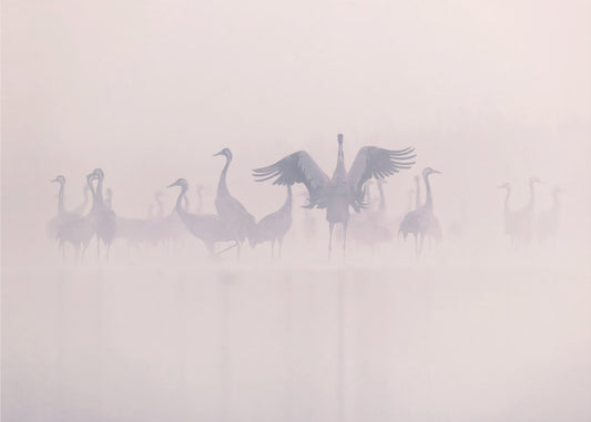 Kraniche im Morgennebel | Hintergrundbild
