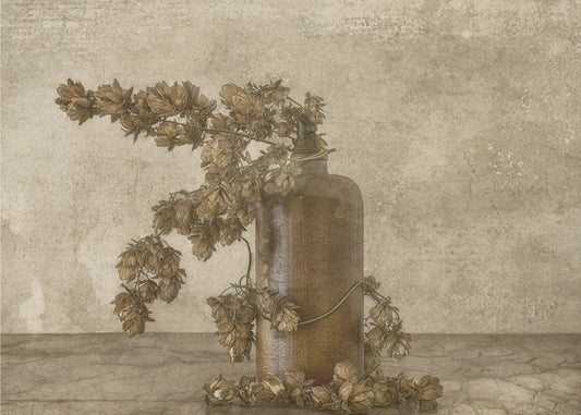 Gemeiner Hopfen 2 | Hintergrundbild