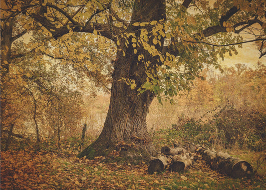 Alter Baum | Tapete