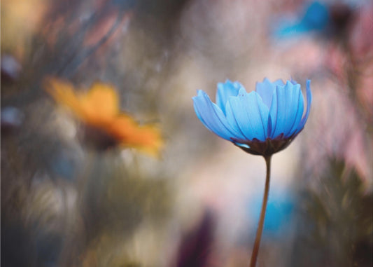 Willst du mit mir tanzen? | Hintergrundbild
