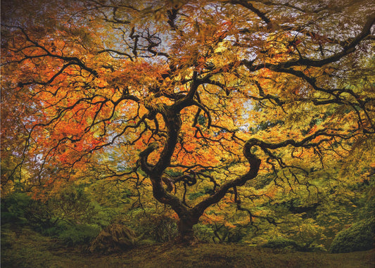 The maple Tree | Poster