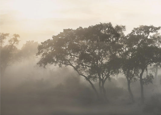 SAVANA SONNENAUFGANG | Tapete