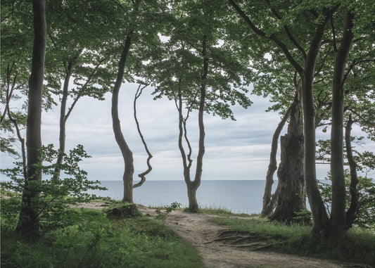 Wald am Meer 2 | Poster