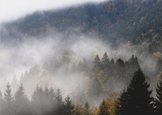 Nebliger Wald 9 | Poster