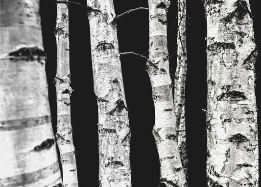 Birken | Poster