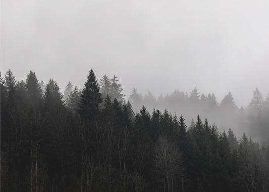 Nebliger Wald 7 | Poster