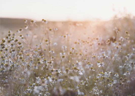 Sommermorgen 7 | Poster