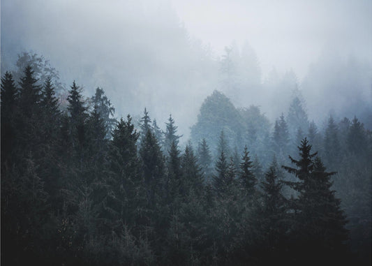 Nebliger Wald 5 | Poster