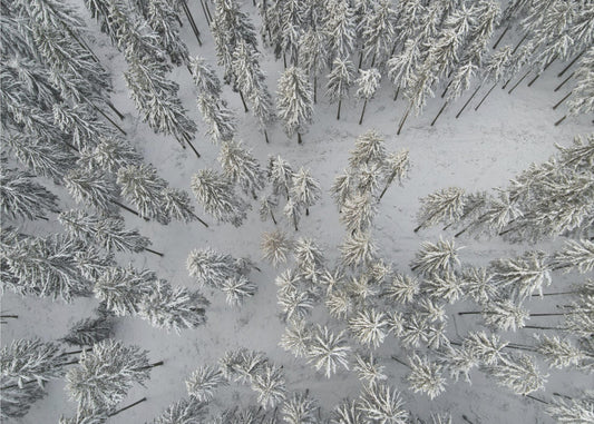 Schneebedeckte Bäume 3 | Poster