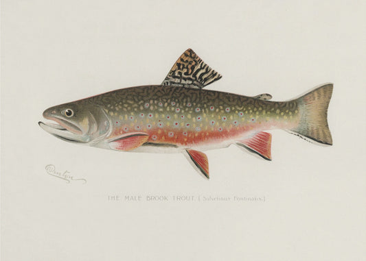 Male Brook Trout | Poster