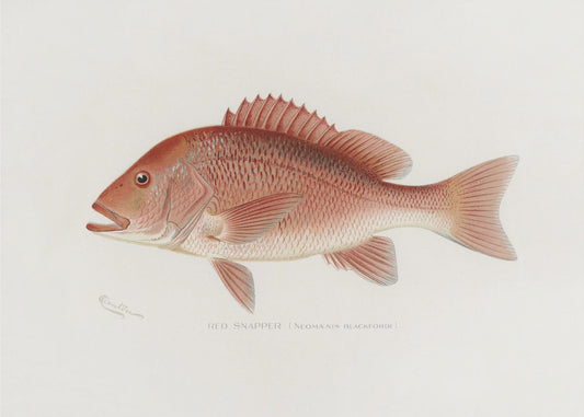 Red Snapper | Poster