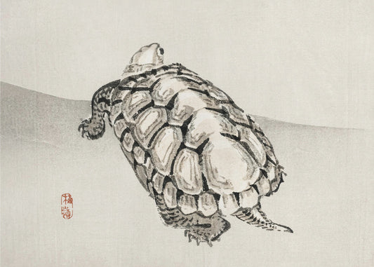Turtle | Canvas