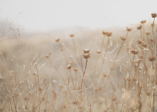 Winterdistel Nr. 2 | Tapete