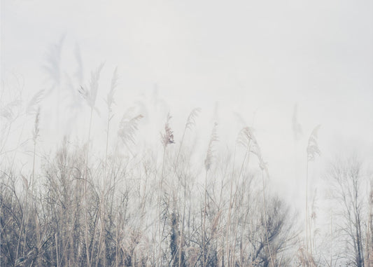 Landschaft aus Schilf und Gras | Tapete