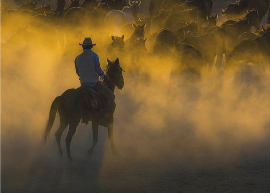 Cowboy und Pferde | Leinwand