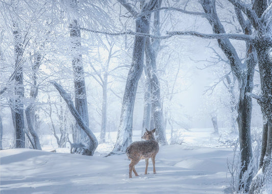 Der Sikahirsch im verschneiten Wald | Hintergrundbild