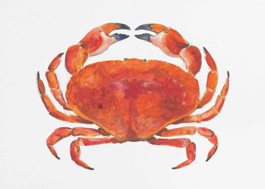 Realistische rote Krabbe | Poster