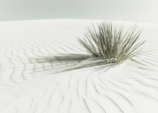 WHITE SANDS Vintage Düne | Poster