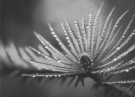 Taufrische Eleganz | Tapeten