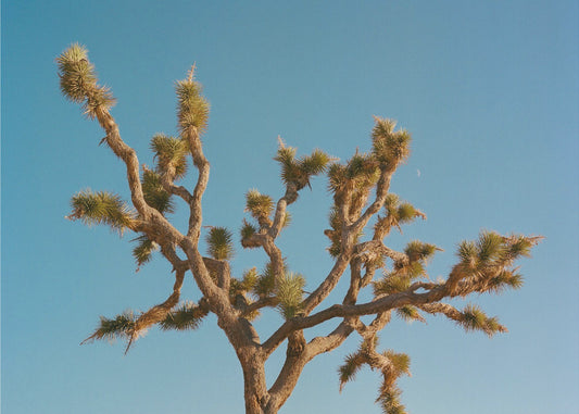 Joshua Tree Mond III | Leinwand