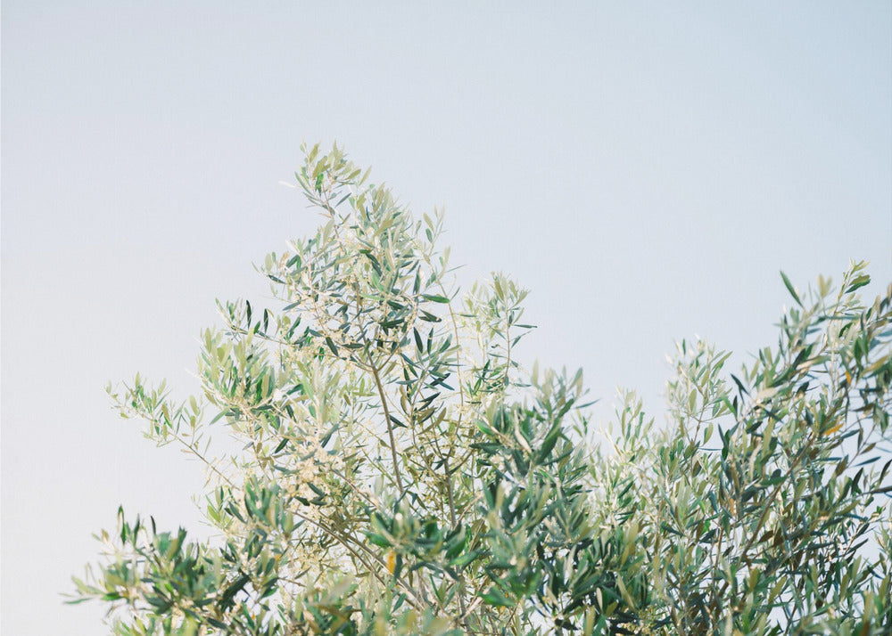 Oliven in Ostuni | Italien Reisefotografie | Poster