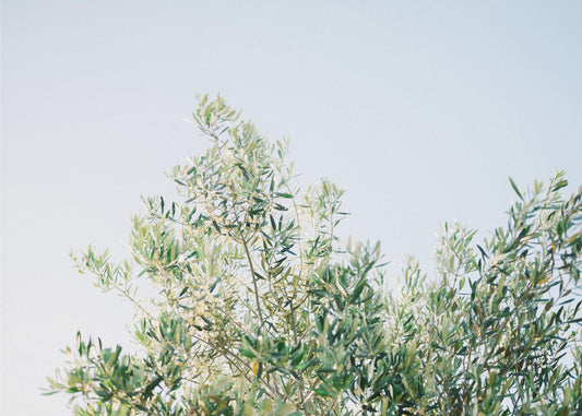 Oliven in Ostuni | Italien Reisefotografie | Poster