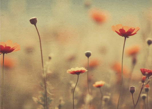 Whispering Poppies | Poster